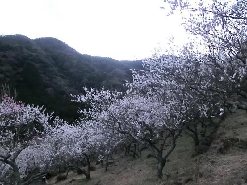 Yugawara Onsen Kawasegien Isuzu Hotel Atami  Dış mekan fotoğraf